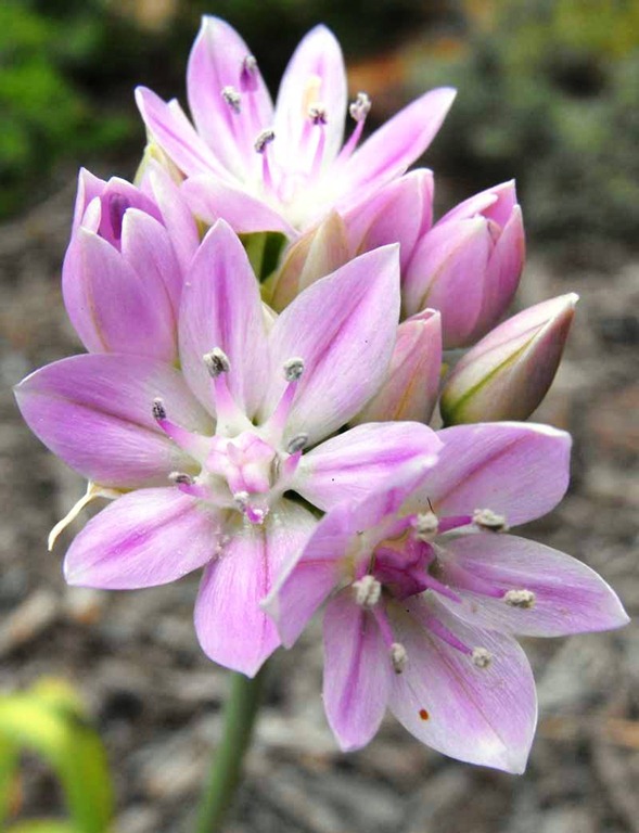 [Allium-unifolium3.jpg]