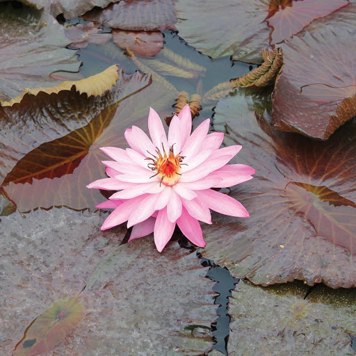 Hd-177462-ascw177462