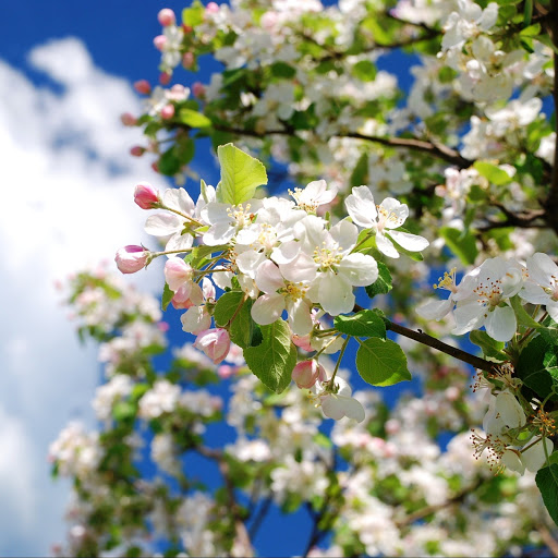 Hd-142089-ascw142089