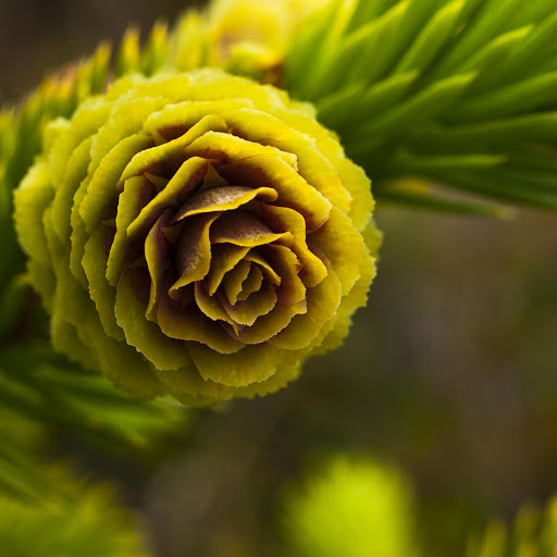 Hd-179593-ascw179593