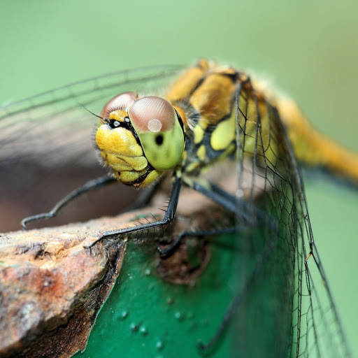 Hd-158223-ascw158223