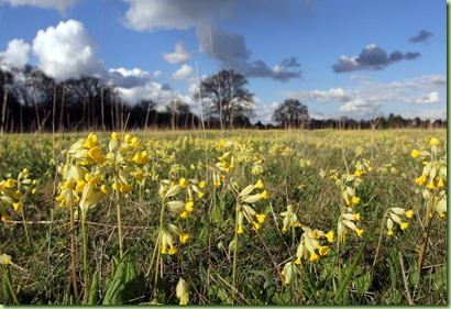 Cowslips on Pinkneys Green
