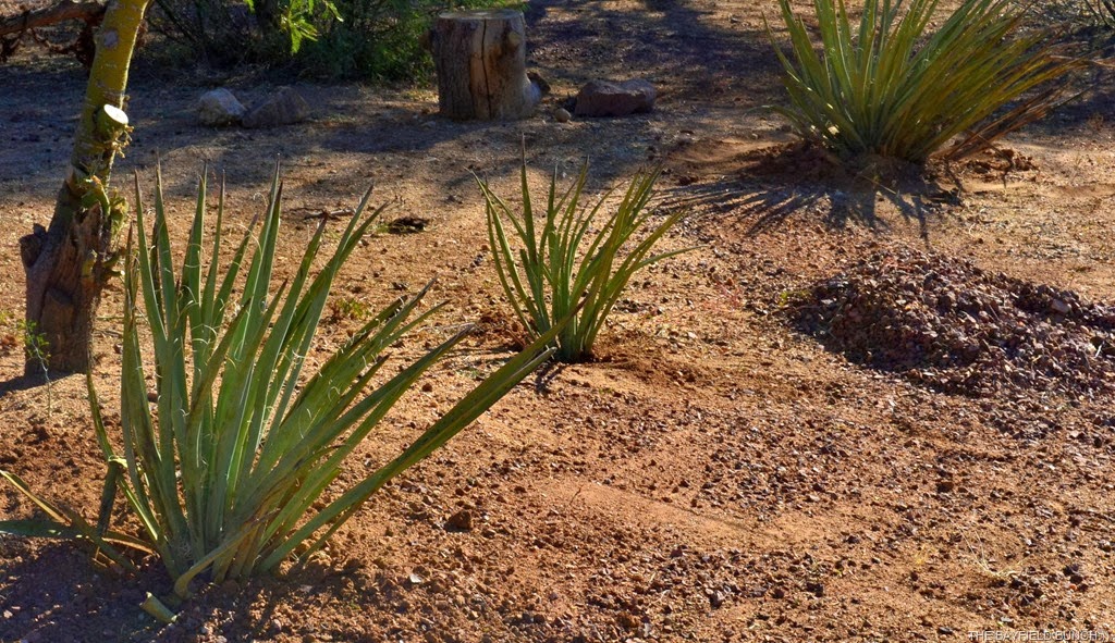 [DSC_0012%255B3%255D.jpg]