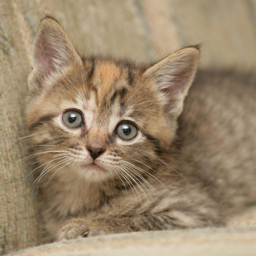 Hd-162155-ascw162155