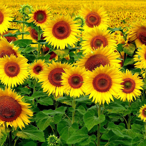 Hd-181779-ascw181779