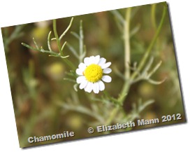 chamomile 2