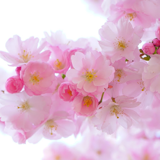 Hd-186237-ascw186237