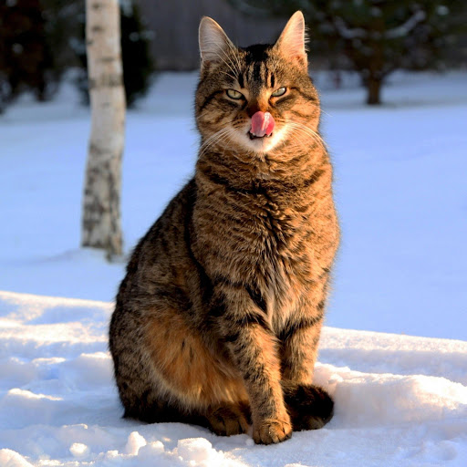 Hd-182498-ascw182498