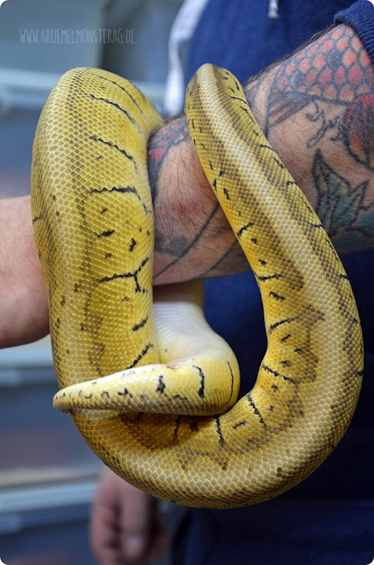 Python (07) von PB Snakes 311214