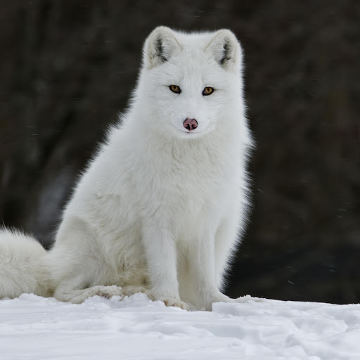 Hd-175764-ascw175764