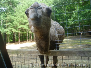 h harmony park safari h harmony park safari