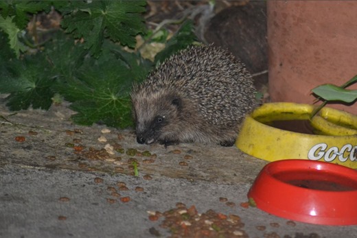 Hoglet eating the crumbs