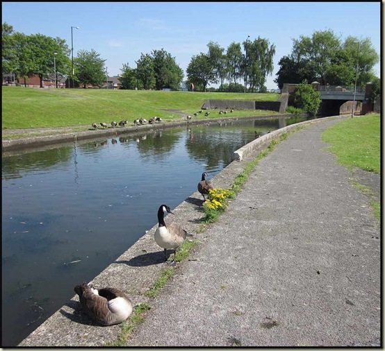 Canada Geese by the Rochdale Canal