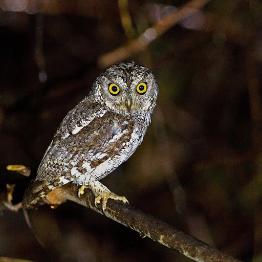 Hd-177800-ascw177800