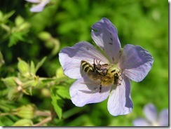 včely na květu a matečniky 019