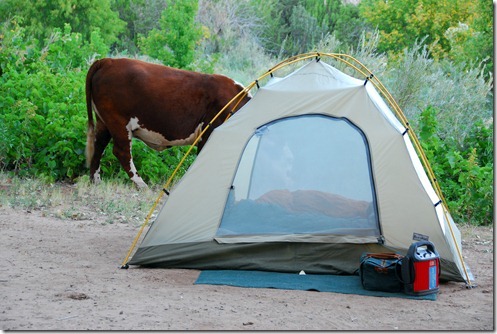 Brown Bear eating Tent