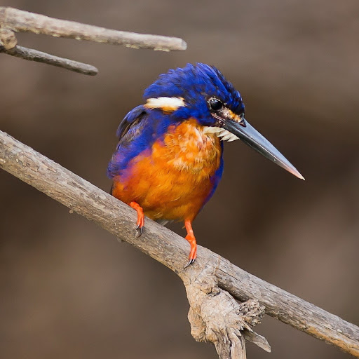 Hd-180097-ascw180097