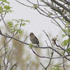 Pine Siskin