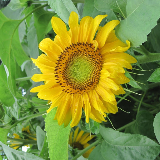 Hd-172572-ascw172572