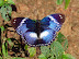 Hypolimnas salmacis DRURY, 1773, mâle. Atewa Hills (Ghana), 28 décembre 2009. Photo : J. F. Christensen