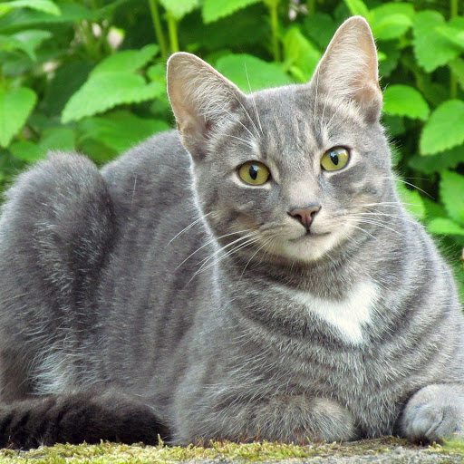 Hd-181280-ascw181280