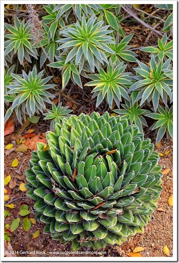 141123_UCDA_Agave-victoria-reginae- -Echium-candicans-Pride-of-Madeira_003