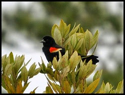 Nature - Redwing Blackbird