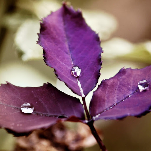 Hd-179807-ascw179807