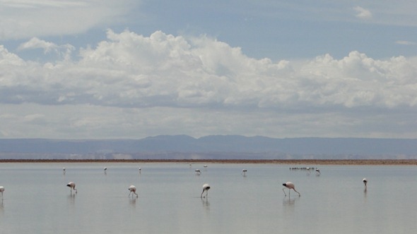 Flamingos na Laguna Chaxa