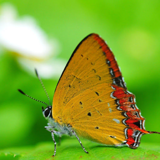 Hd-172827-ascw172827