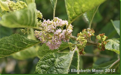 beauty berry