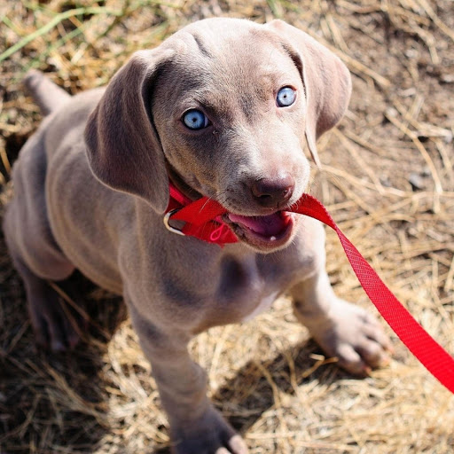 Hd-176236-ascw176236