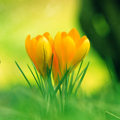 Hd-185208-ascw185208