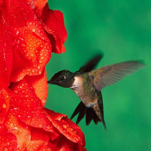 Hd-151213-ascw151213