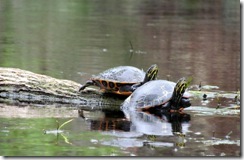 Silver River turtles