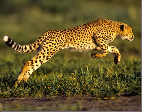 Amazing Animal Pictures Cheetah (7)