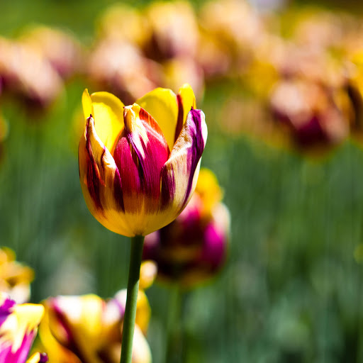 Hd-135052-ascw135052