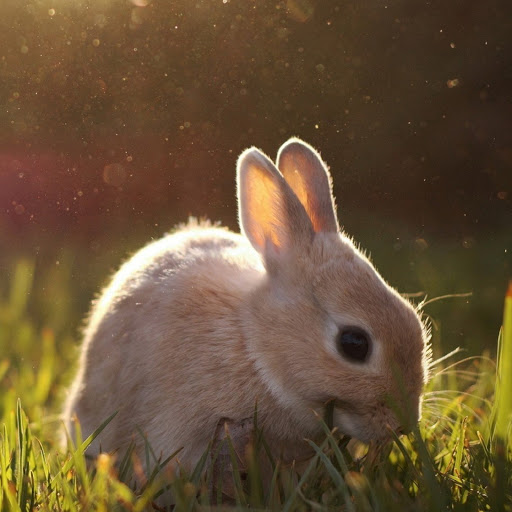 Hd-180385-ascw180385