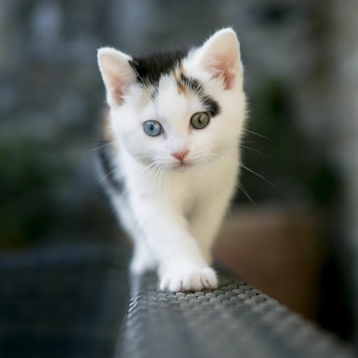 Hd-170900-ascw170900