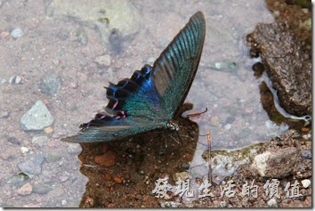 拜訪金鱗湖時，有隻蝴蝶一直依戀於湖邊不走，不時飛舞翅膀停在湖邊喝水，完全不怕人來人往的遊客。