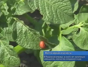 Желто-черная опасность