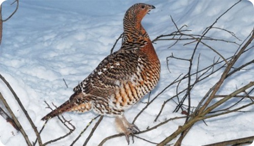 Gallo-cedrone2_scheda_specie_grande Gallo-cedrone2_scheda_specie_grande