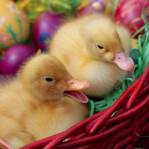 Hd-161386-ascw161386