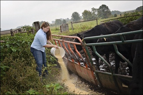 Marybeth feeding cows