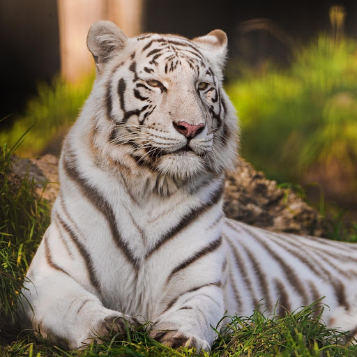 Hd-175272-ascw175272