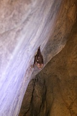 2011.08.23 at 11h38m42s Chillagoe, Trezkinn Cave