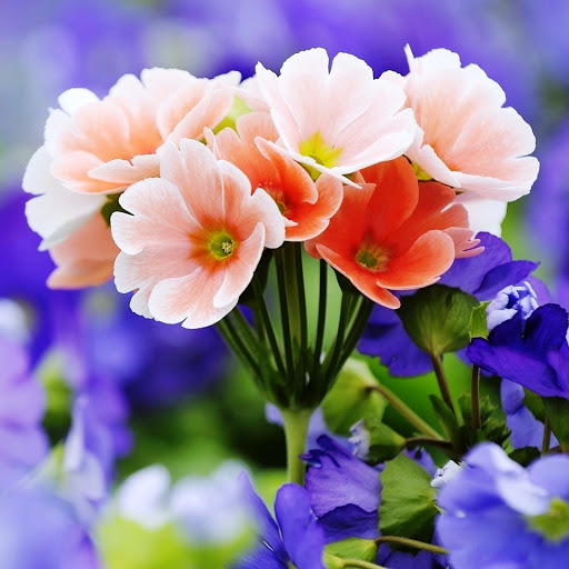 Hd-146258-ascw146258