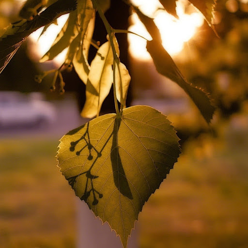 Hd-179889-ascw179889