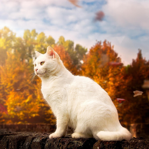 Hd-190817-ascw190817