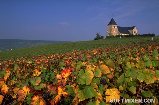 [Vineyard%255B9%255D.jpg]